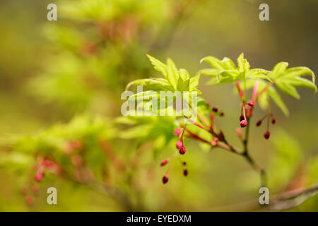 Acer Palmatum im Frühling, Knospen, Vitalität und Energie © Jane Ann Butler Fotografie JABP1298 Stockfoto