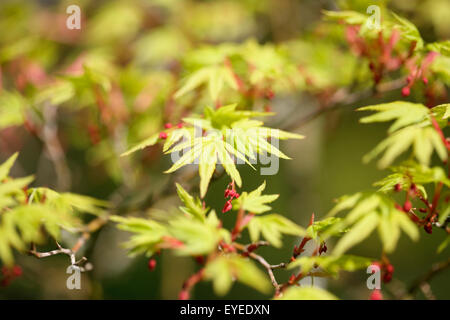 atemberaubende Frühling Acer Palmatum - neue Energie und Vitalität © Jane Ann Butler Fotografie JABP1296 Stockfoto