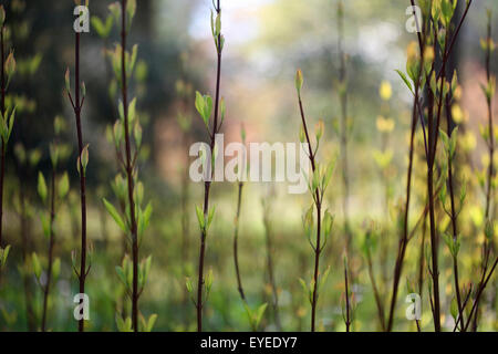 zarte Feder schießt neuen Lebens © Jane Ann Butler Fotografie JABP1258 Stockfoto