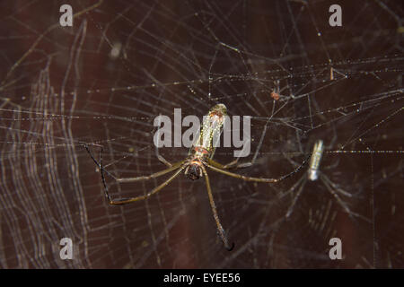 Golden Silk Orbweaver (Nephila Clavipes), Parque Nacional del Manu, Region Madre De Dios, Peru Stockfoto