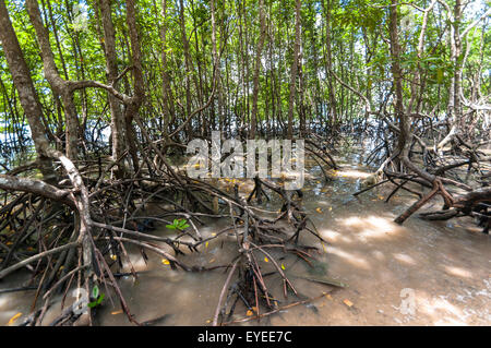 Railay Beach in Krabi Thailand Mangrovenbäume Stockfoto