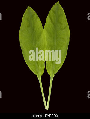 Baerlauch, Allium, Ursinum, Zwiebelpflanze, Stockfoto