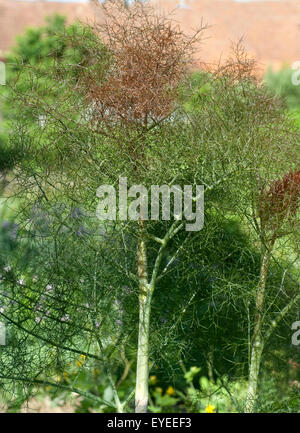 Bronze-Fenchel Foeniculum Vulgare, Purpureum, Stockfoto