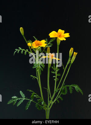 Gewuerztagetes, Tagetes Tenuifolia, Heilpflanzen,- Stockfoto