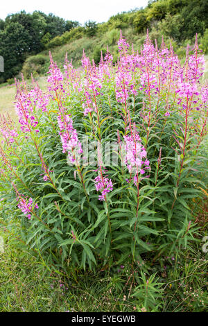 Rose Bay Willow Herb Epilobium angustifolium Stockfoto