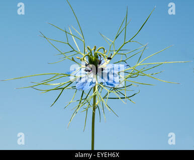 Schwarzkuemmel; Jedoch; Nigella; Sativa; Stockfoto