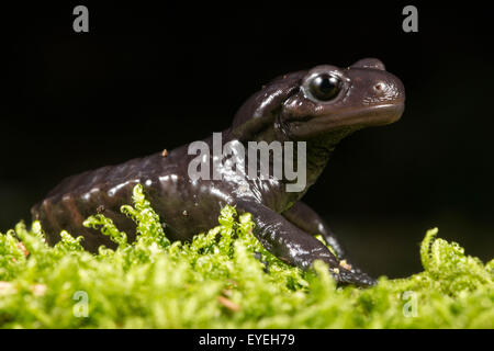 Ein Porträt der Alpensalamander (Salamandra Atra) eine geheimnisvoll in den europäischen Alpen. Stockfoto