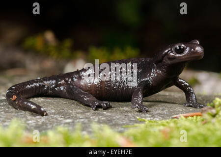 Ein Foto von der Alpensalamander (Salamandra Atra) eine geheimnisvoll in den europäischen Alpen. Stockfoto
