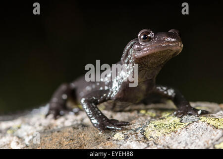 Ein Porträt der Alpensalamander (Salamandra Atra) eine geheimnisvoll in den europäischen Alpen. Stockfoto