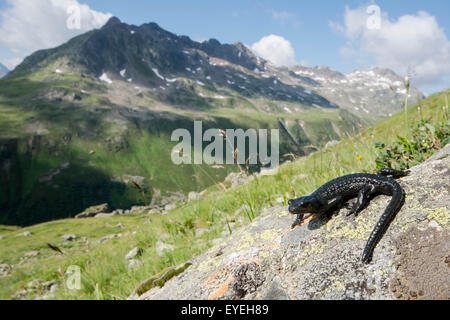 Ein Alpensalamander (Salamandra Atra) mit Blick auf seinen Lebensraum in den Alpen. Stockfoto