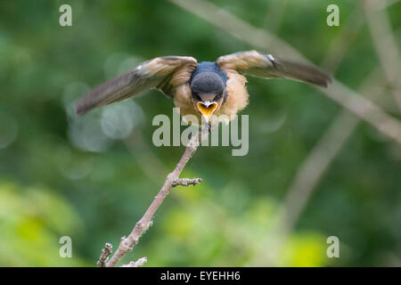 Rauchschwalbe (Hirundo Rustica) Junge sitzt auf einem Ast. Stockfoto