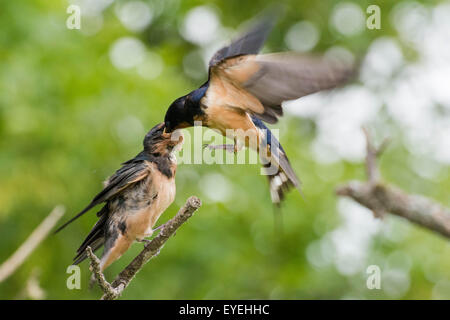 Eine Rauchschwalbe (Hirundo Rustica) fliegt und speist ein Küken. Stockfoto