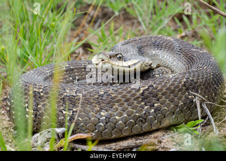 Eine große Eastern Schwein-gerochene Schlange (Heterodon Platirhinos) wirkt bedrohlich. Stockfoto