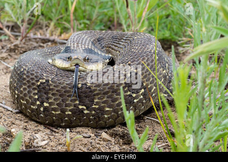 Eine große Eastern Schwein-gerochene Schlange (Heterodon Platirhinos) wirkt bedrohlich. Stockfoto