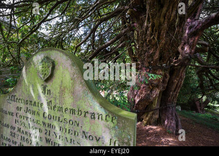 Alten gemeinsamen Eibe (Taxus Baccata), auf dem Kirchhof von St. Cuthbert, Beltingham, Northumberland, UK Stockfoto