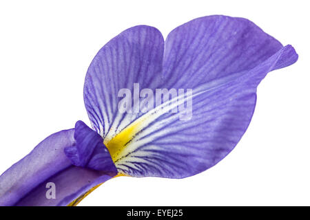 Blütenblatt Iris Blume, isoliert auf weißem, Nahaufnahme Stockfoto