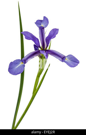 Iris Blumen, isoliert auf weiss Stockfoto