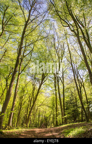 Frühling in Buckholt Buchenwälder eine nationale Natur-Reserve (NNR) in der Nähe von Stroud, Gloucestershire, England, UK Stockfoto