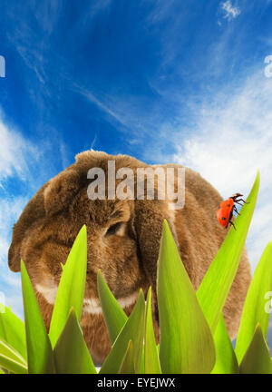 Kaninchen, die versteckt in Rasen Stockfoto