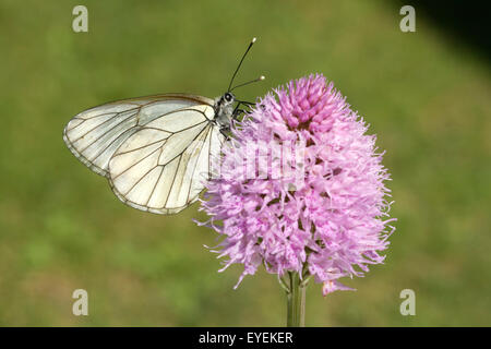 Baumweissling, Baum-Weissling, Aporia Crataegi, Stockfoto