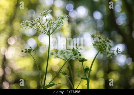 Blüte im Sommer mit einem schönen Hintergrund des bunten Bärenklau zu verwischen. Stockfoto