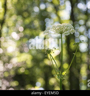 Blüte im Sommer mit einem schönen Hintergrund des bunten Bärenklau zu verwischen. Stockfoto