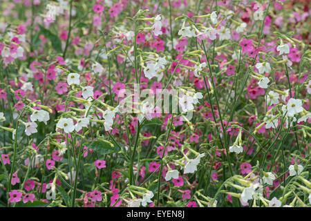 Nicotiana Alata "Whisper-Mix". Tabak Pflanze blüht Stockfoto