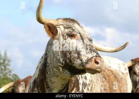 Englische Longhorn Kuh Stockfoto