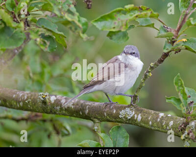 Lesser Whitethroat auf Ast Stockfoto