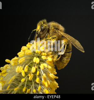 Weidenkaetzchen; Biene; Pollenhoeschen; Stockfoto