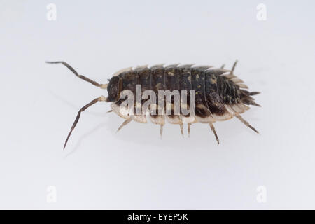 Kellerassel; Porcellio Scaber; Stockfoto