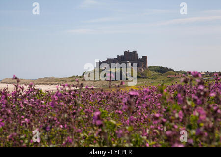 Ein Feld der rote Campion vor Bamburgh Castle Northumberland England United Kingdom Stockfoto