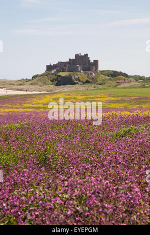 Ein Feld der rote Campion vor Bamburgh Castle Northumberland England United Kingdom Stockfoto