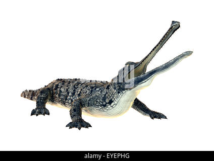 3D digital Render ein Gangesgavial oder Gavialis Gangeticus Gavial oder fischfressende Krokodil isoliert auf weißem Hintergrund Stockfoto