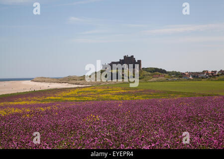 Ein Feld der rote Campion vor Bamburgh Castle Northumberland England United Kingdom Stockfoto