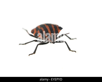 Streifenwanze; Graphosoma Lineatum; Stockfoto