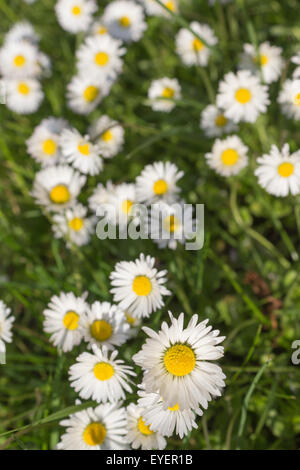 Gänseblümchen, Gänseblümchen Blumen auf Wiese Stockfoto