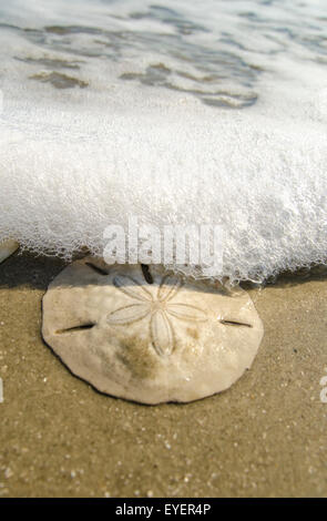 Sand Dollar "Mellita Isometra" in der Brandung an der Botany Bay South Carolina. Stockfoto