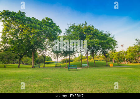 Parks und Erholung-Bereich in der Stadt, grüne Wiese und Baum Stockfoto