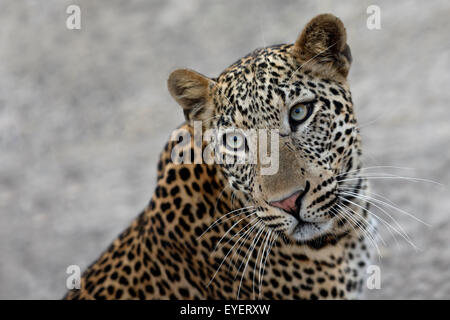 Ein junger Leopard in der Nähe eines Safari-Fahrzeugs - Porträt, Blick nach oben. Stockfoto