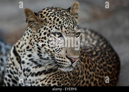 Eine sehr enge Begegnung mit einem Leoparden - junge männliche Leoparden. Stockfoto