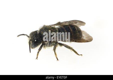 Wildbiene; Heriades Truncorum, Loecherbiene Stockfoto