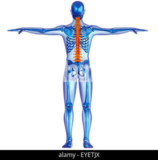 Rückseitige Ansicht x-ray einen menschlichen Körper und Skelett mit hervorgehobenen Wirbelsäule Stockfoto
