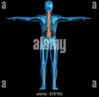 Rückseitige Ansicht x-ray einen menschlichen Körper und Skelett mit hervorgehobenen Wirbelsäule Stockfoto