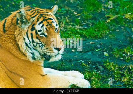 Sumatra-tiger Stockfoto