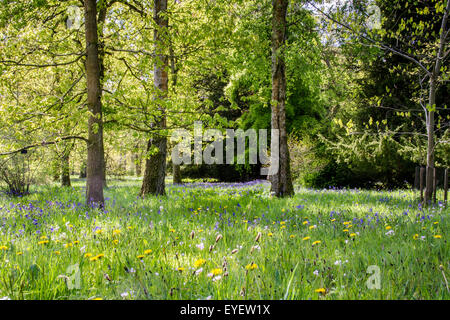 Glockenblumen (Hyacinthoides non-Scripta) und Wildblumen in Wald, Gloucestershire Stockfoto