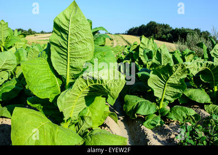 Grünen Tabakblätter auf Feld in Roztocze Region, Polen Stockfoto