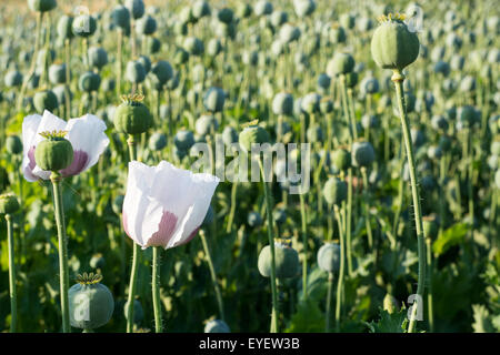 Papaver Somniferum - pod Mohn in Plantage Stockfoto