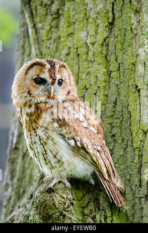 Waldkauz (Strix Aluco) sitzen auf einem Baum Stockfoto