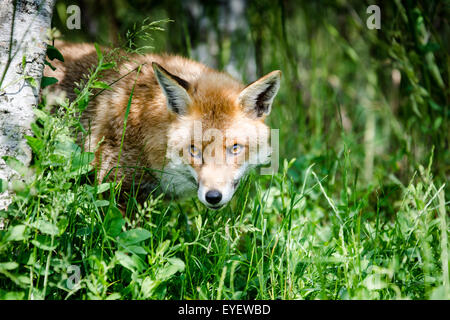 Europäischen Fuchs (Vulpes Vulpes) sitzen im Feld, UK. Stockfoto